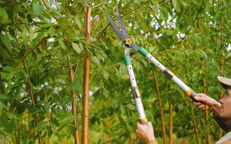 Tree trimming in Trail, OR