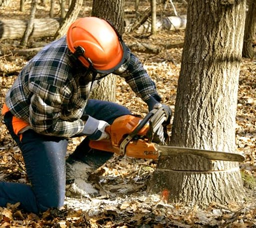 Tree Removal in Trail, OR